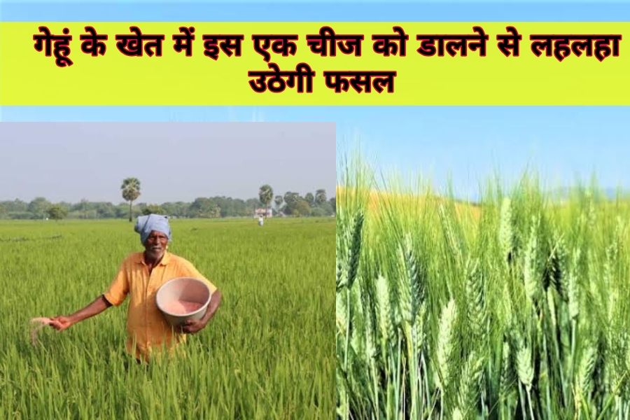 Wheat Cultivation