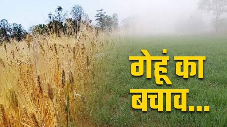 Wheat Cultivation