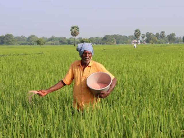 Wheat Cultivation